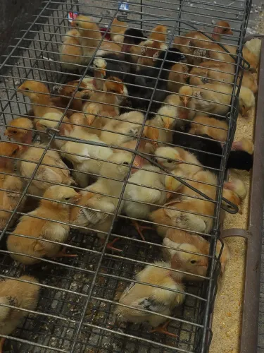 Pintos raça poedeira e pescoço pelado