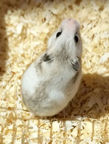 Casal de hamster sírio com 5 meses prontos pra reproduzir