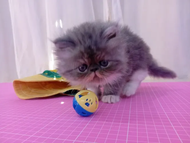Gato persa cinza e branco 
