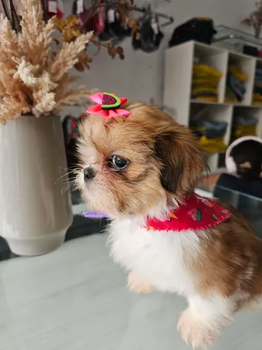 Filhotes Shi Tzu