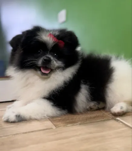 VENDA LULU DA POMERANIA SPITZ ALEMÃO FÊMEA
