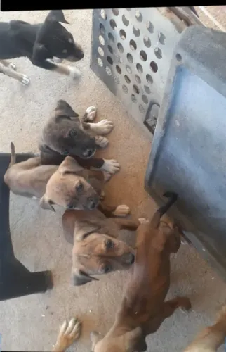 Doação de filhotes porte médio quem puder me ajudar eu entrego
