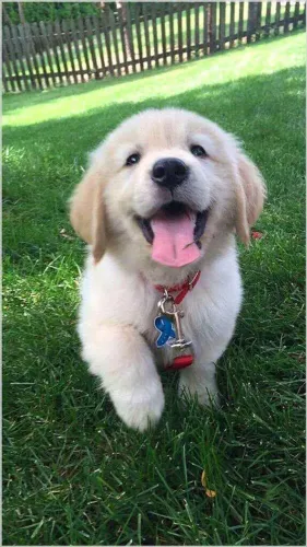 Filhote Golden Retriever, Seus Dias Serão Muito Mais Felizes Com Um Filhote Ao Seu Lado!