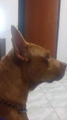 Cachorra 