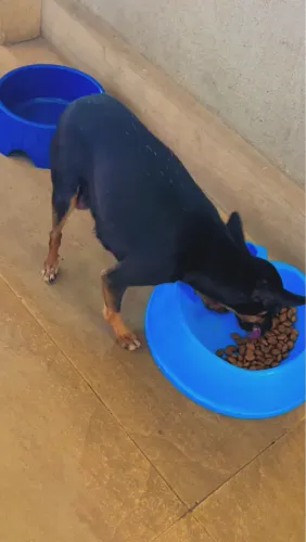 Filhote de Pinscher 0 fêmea 