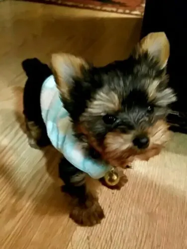Yorkshire Terrier lindo demais