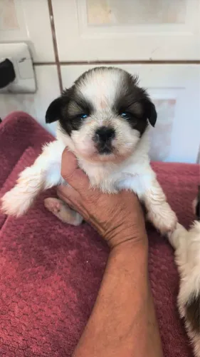 Shih-tzu com 44 dias vacinado e vermifugado 