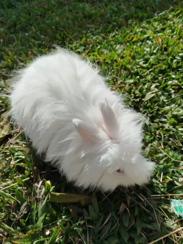 Coelho mini