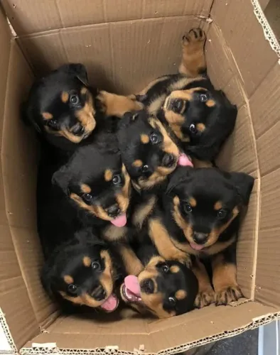 Rottweiler Uma amizade que transforma