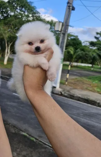 Spzt Alemão macho anão 