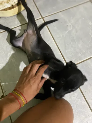 Adote um amor pra sua vida