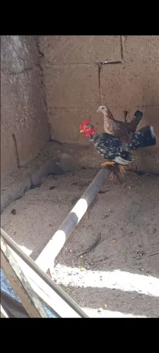 Casalzinho de Garnize galo e galinha.