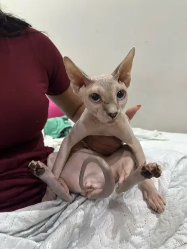 Sphynx gata fêmea. PROCURA MACHO PRA CRUZAR?