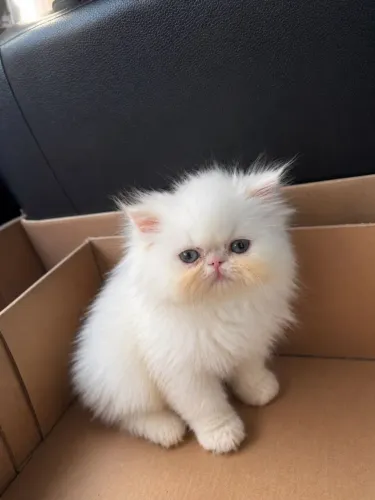 Gato persa fêmea 