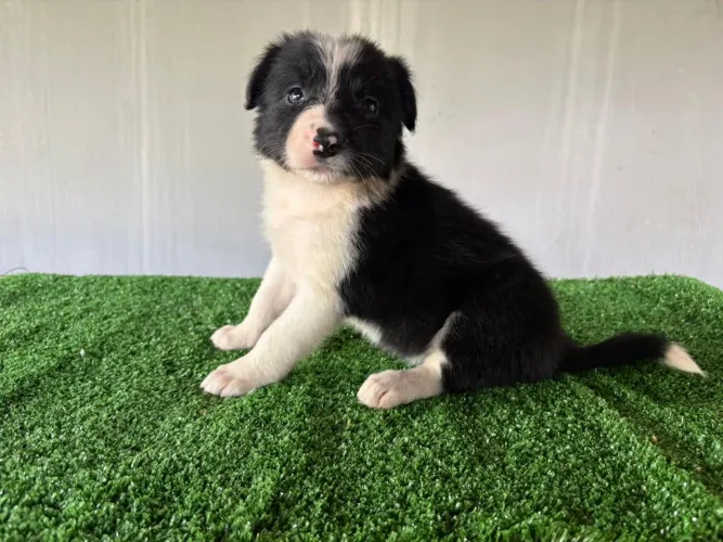 Filhotes de Border collie disponíveis para venda