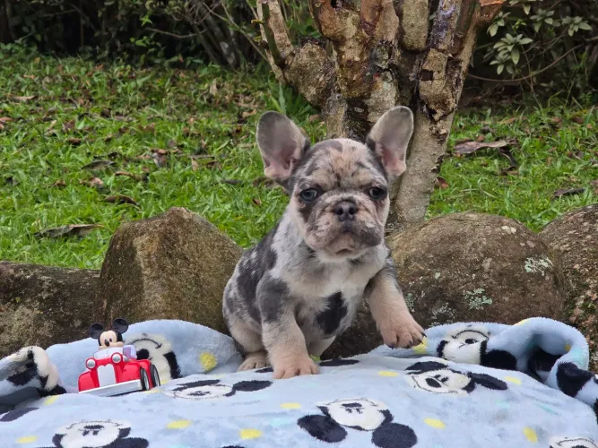 Bulldog francês macho merle