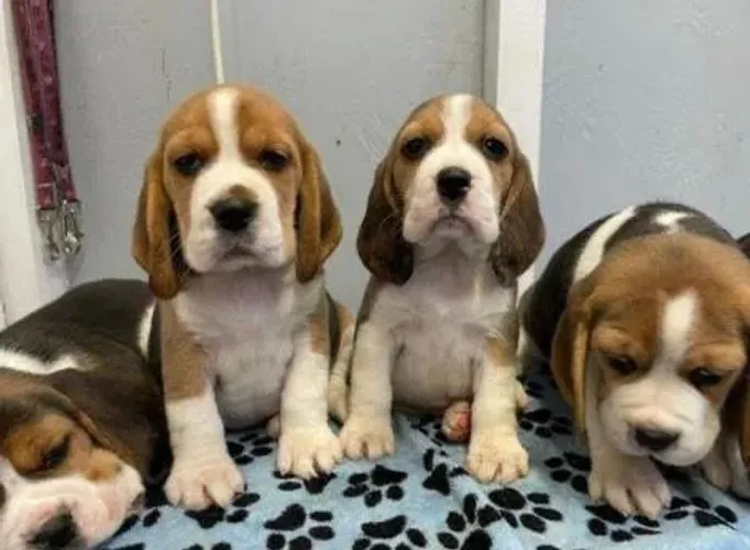 Beagle lindos filhotes 