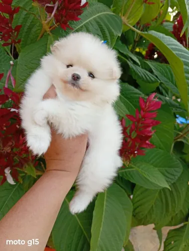 Spitz anã, fêmea Ursinha, baby face, com pedigree e entrega, em 10x no cartão.