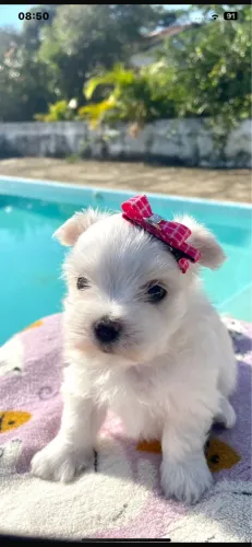 Mini maltês fêmea com pedigree 
