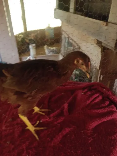 Franguinhos Rhode Island red padrão americano