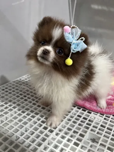 Lulu Spitz alemão