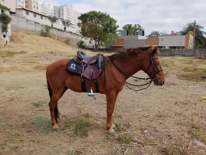 Vendo ou troco cavalo mangalarga marcha picada