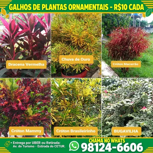 GALHO DE ORNAMENTAIS  10 A UNIDADE 