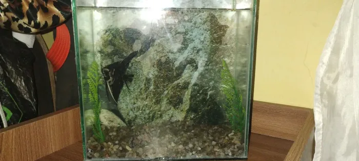 Aquário 10 litros 25x15x15 usado mas em bom estado