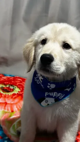 Filhotes Golden retriever com Pedigree