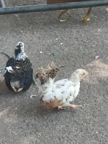 Dois franguinho Nagasaki legítimo