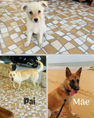 VENDE-SE FILHOTE DE PASTOR ALEMÃO