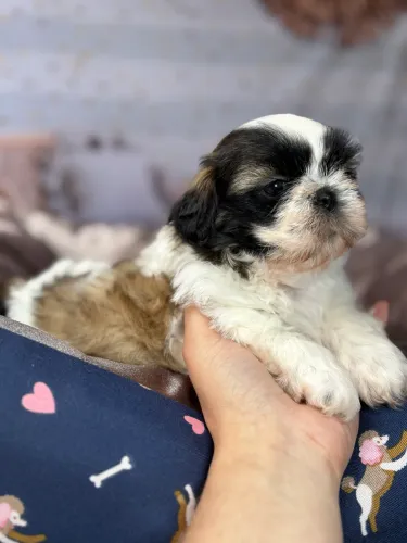 Filhote de Shih tzu fêmea