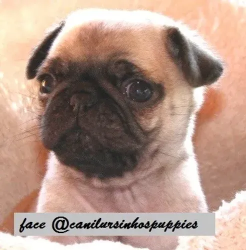 pug seu sonhado bebe esta aqui