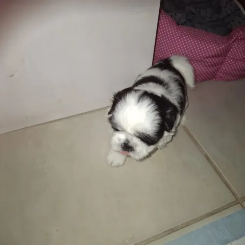 Filhotes de Shih Tzu 