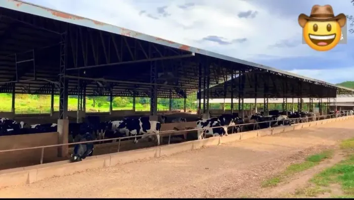 Fazenda Leiteira a venda no Goiás!!!