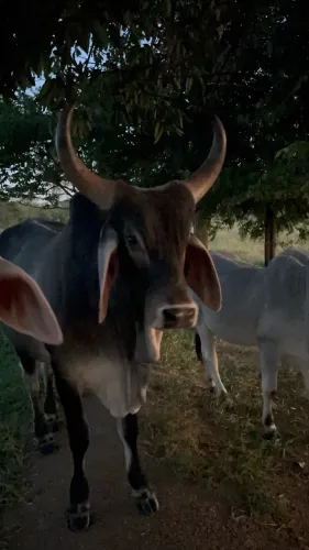 Vendo Touro Guzerá 