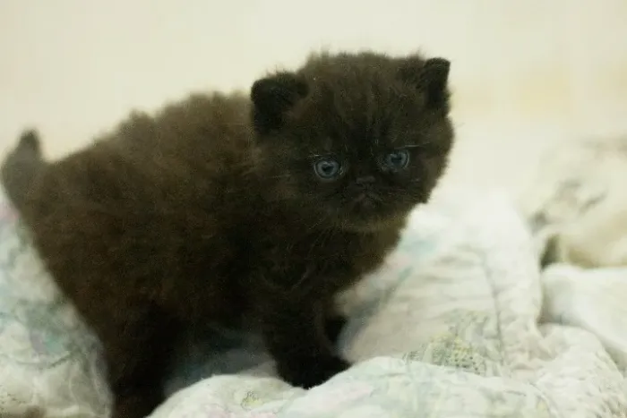 Gatos persa