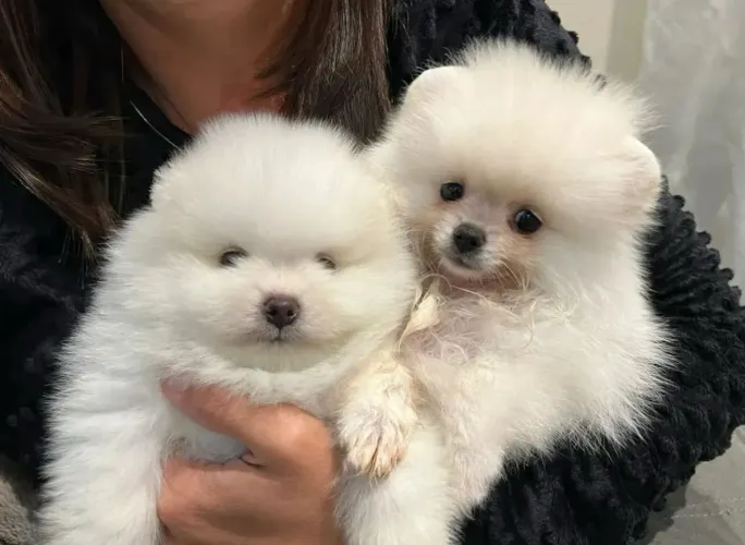 Doação de filhotes de Lulu da Pomerânia 2 fêmeas