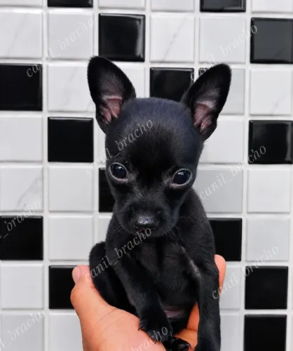 Filhotes de pinscher