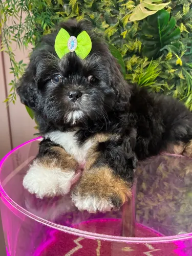 Shih tzu ! Imperdível