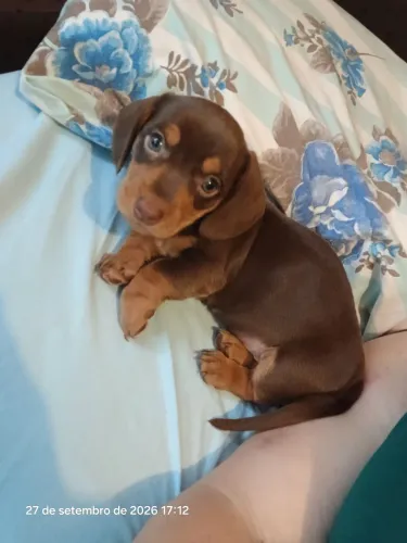 Cachorrinho cofap