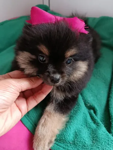 Spitz alemão o presente que encanta a primeira vista