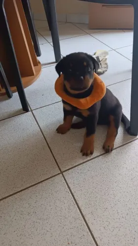 Rotvalier a Venda