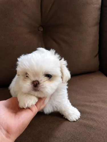 SHIHTZU FÊMEA PRONTA ENTREGA