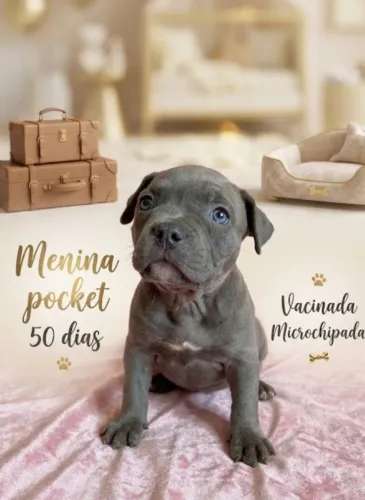 Casal de American Bully pocket
