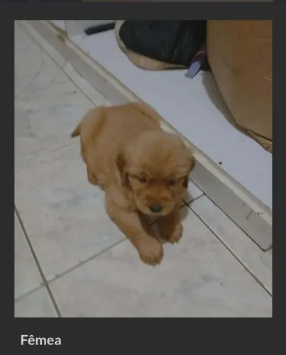 Vendo filhotes de Golden retriver ,juntas ou separadas 