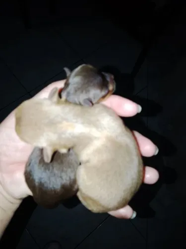 Chihuhua macho caramelo pelo longo