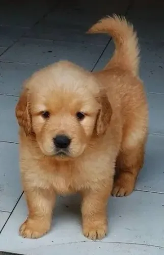 Filhote Golden