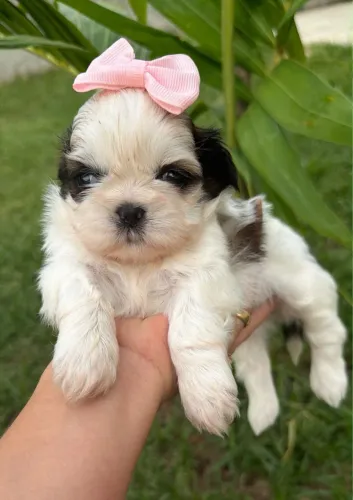 Shih tzu Fêmea Tricolor!! Visite Nosso Canil.