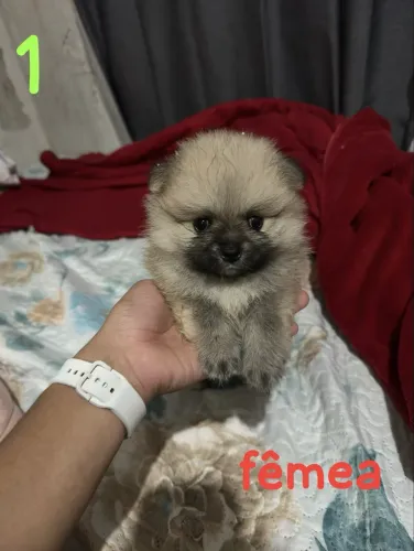Filhotes de Lulu da Pomerânia Disponíveis!